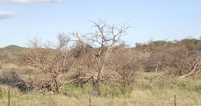 Results of Brush Work Spraying
